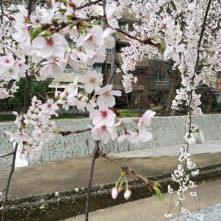 Sanzen Ya Kyoto さんぜんやきょうと- Cozy Art Space For Lover Of Travel - Exteriér fotografie