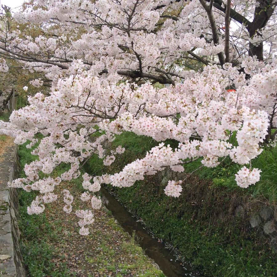 Sanzen Ya Kyoto さんぜんやきょうと- Cozy Art Space For Lover Of Travel - Exteriér fotografie